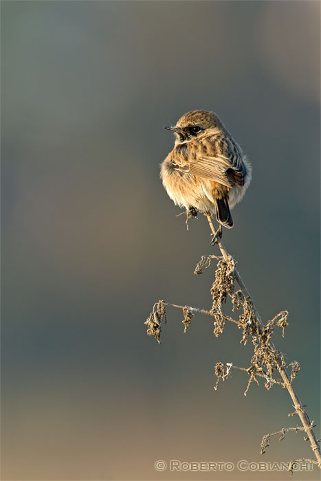 saltimpali - Saxicola rubicola